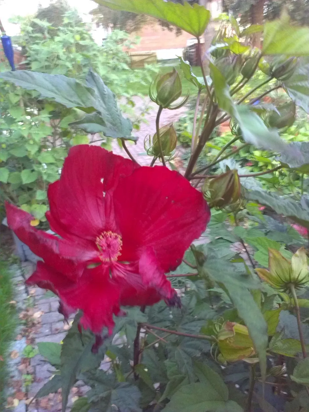 Welcher Hibiscus ist das? Winterhart ja/nein?
