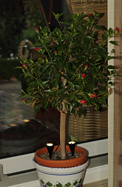 Hibiscus_rot_600.webp