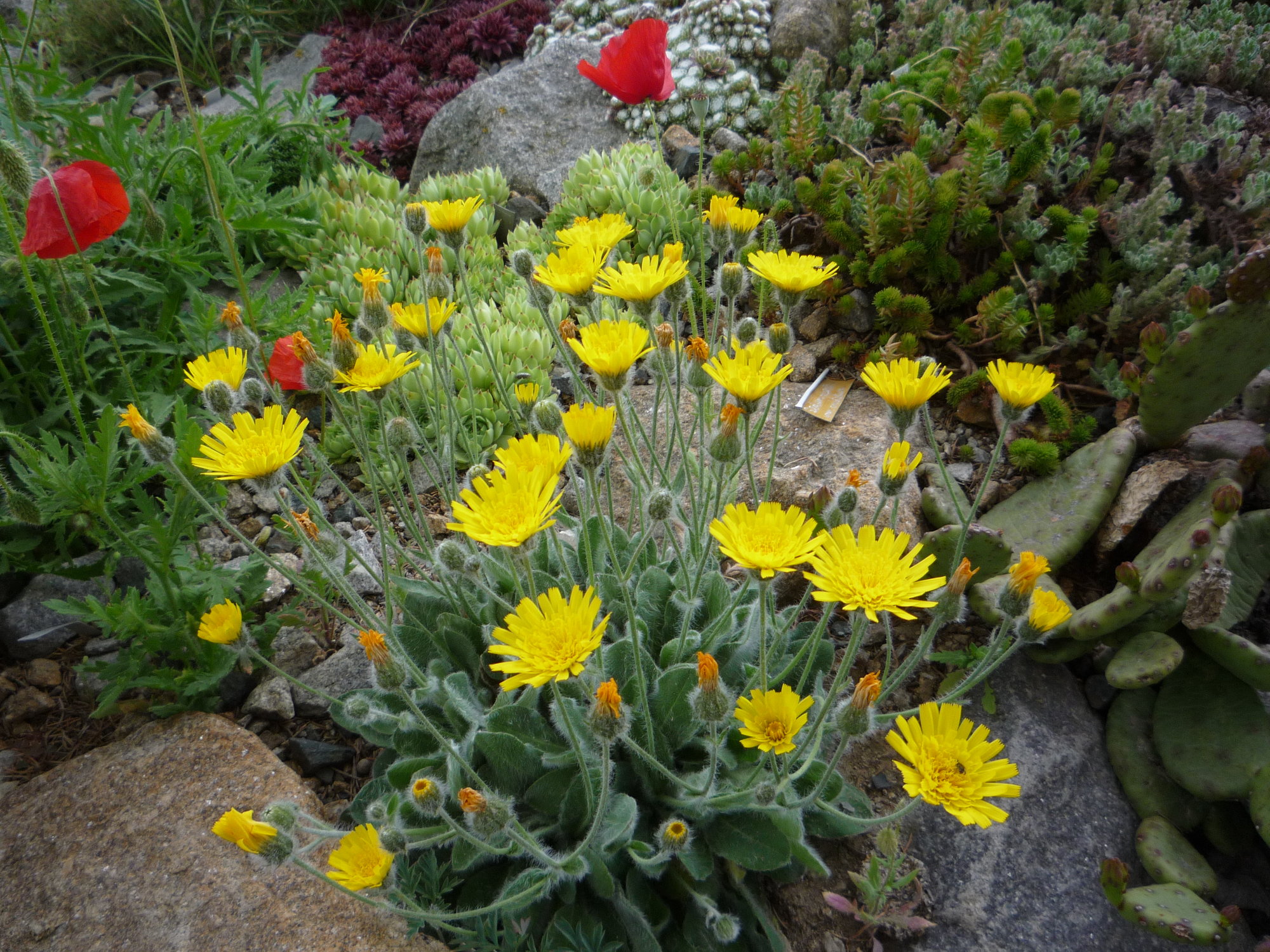 Hieracium bombycinum_30.05.2020.JPG