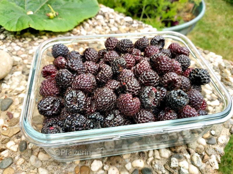 Himbeeren 1.jpg