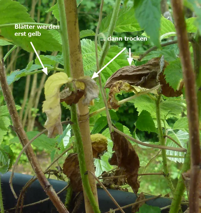 Himbeeren nochmal.webp