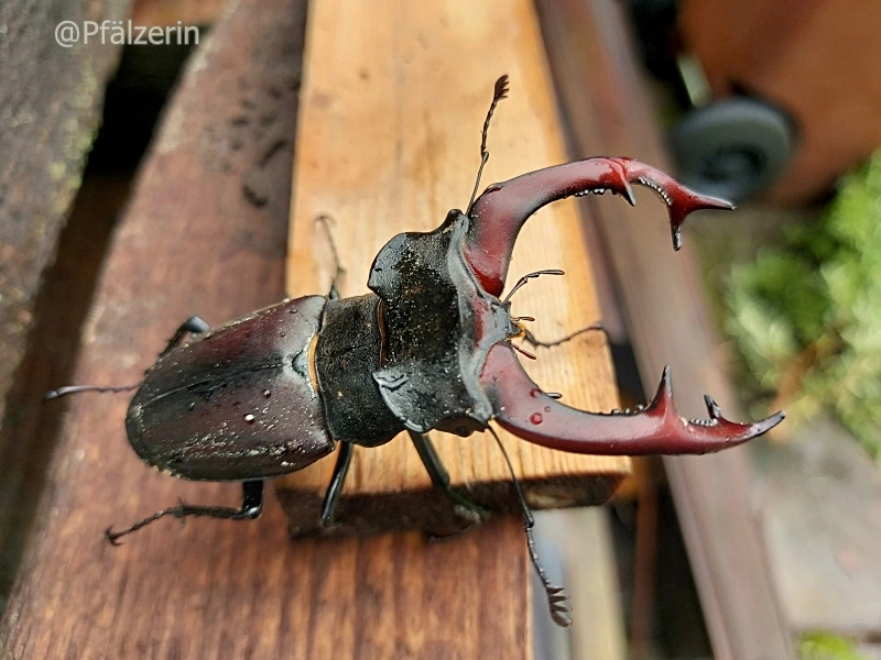 Hirschkäfer Männchen.webp