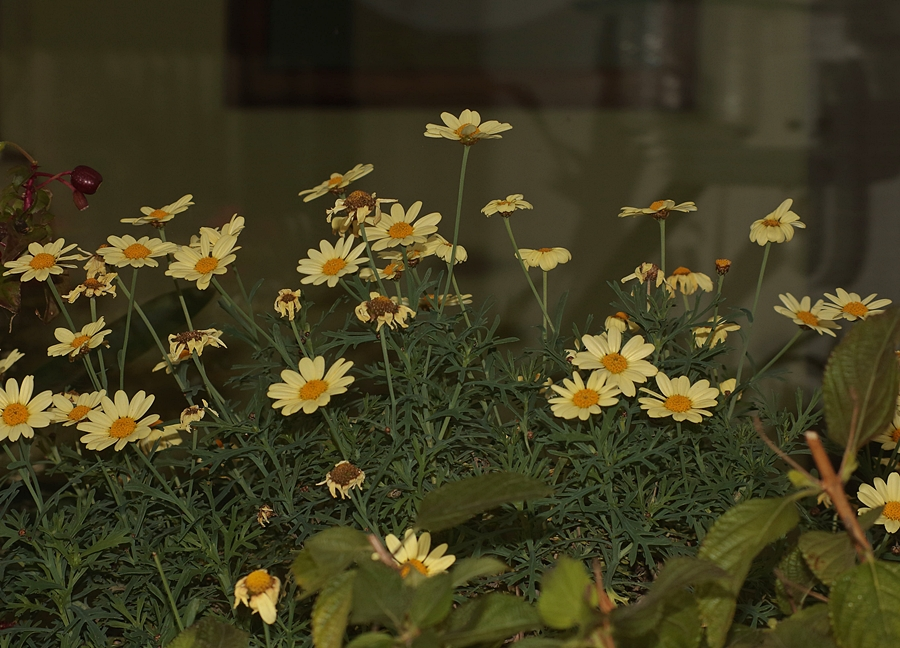 Hochstamm_Margerite_gelb_full bloom_900.webp