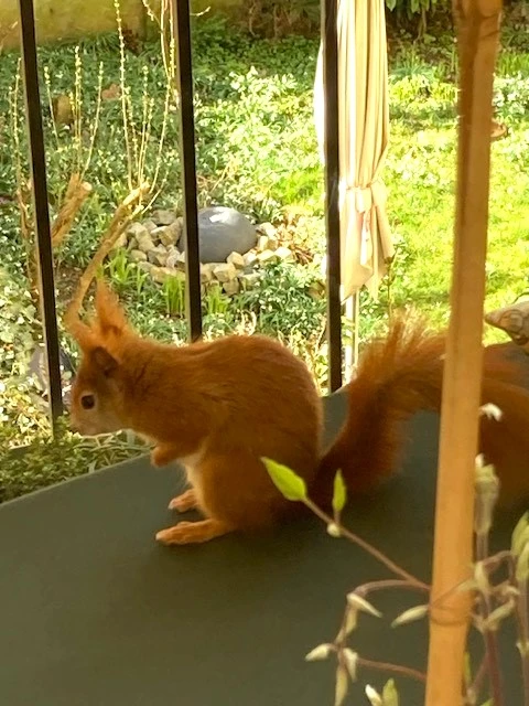 Hörnchen.webp