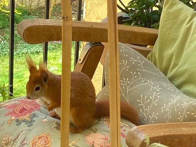 Hörnchen3.webp