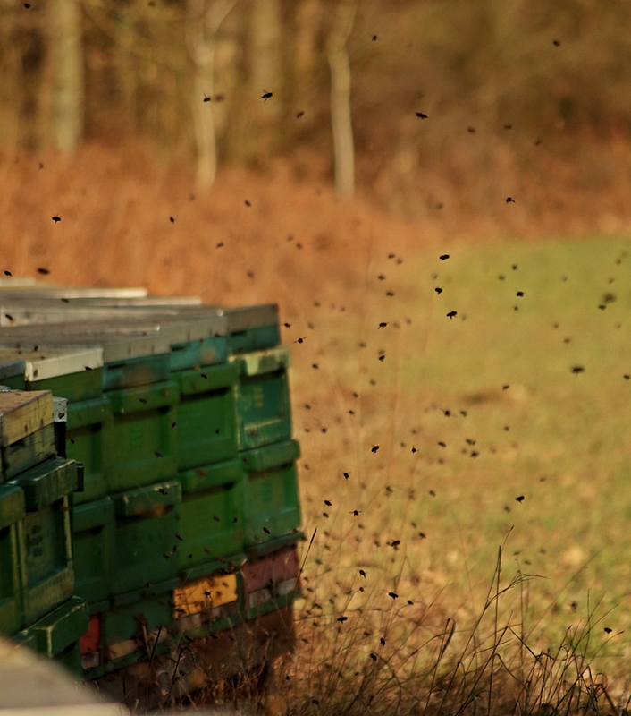 Honigbienen fliegen aus_17022019_800.webp