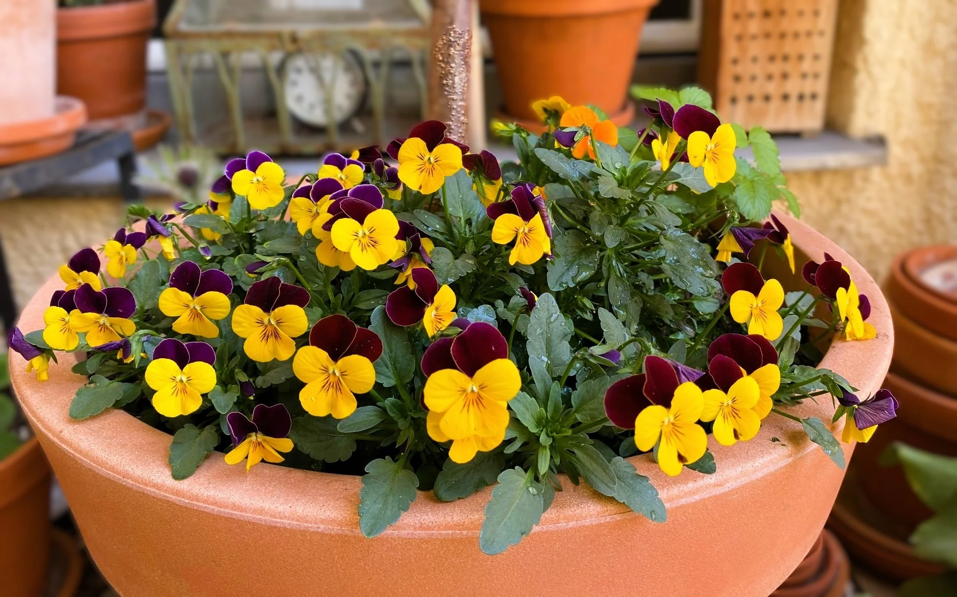 Hornveilchen März.webp