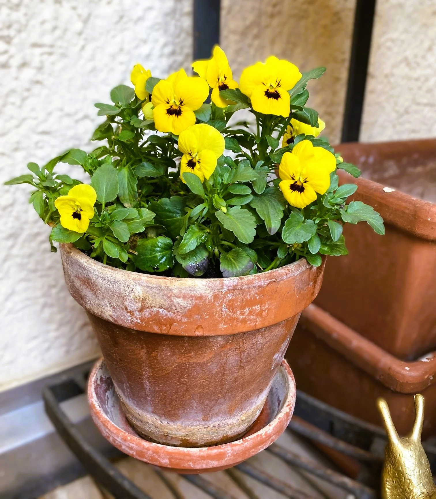 Hornveilchen März1.webp