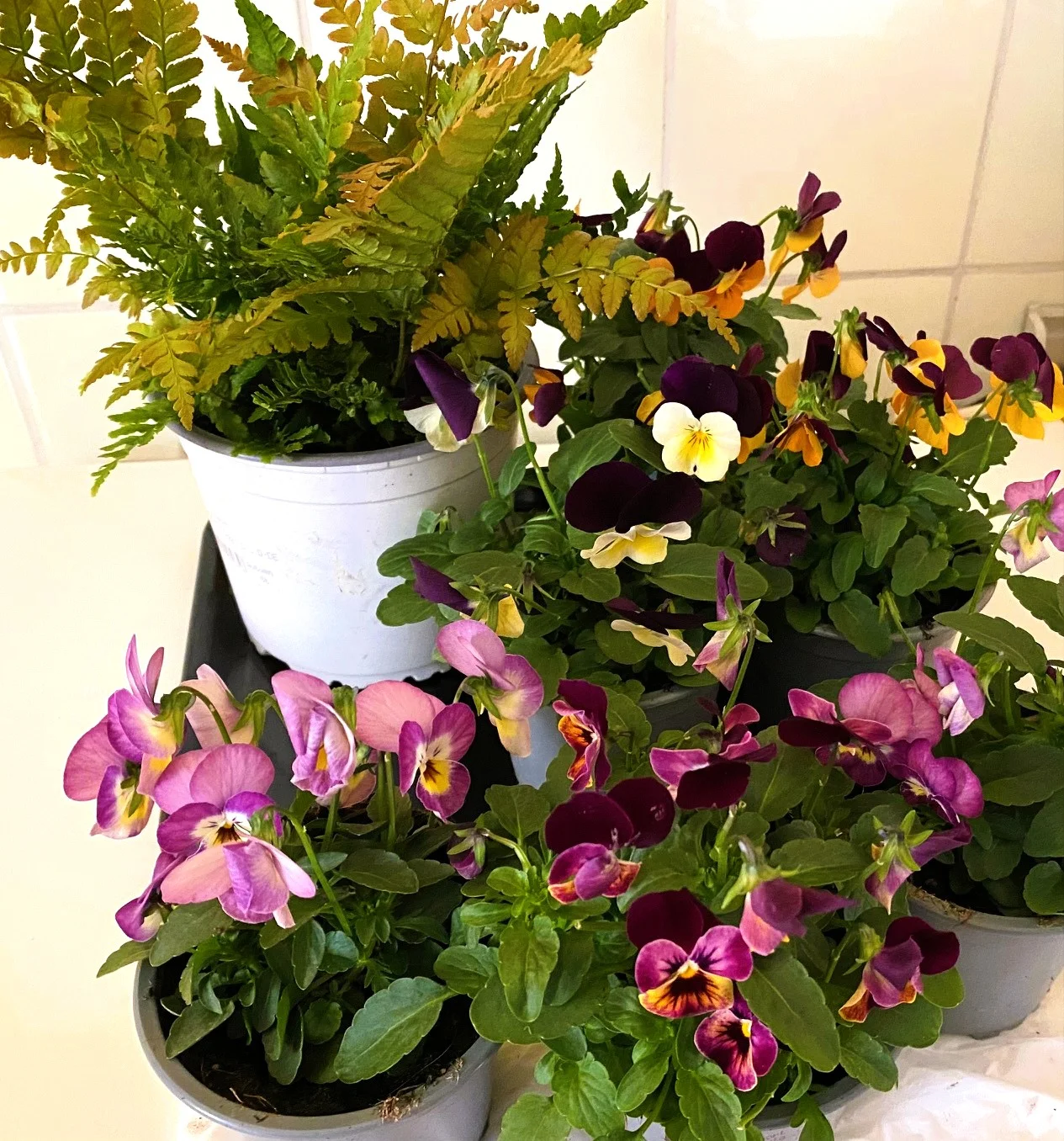Hornveilchen Oktober.webp