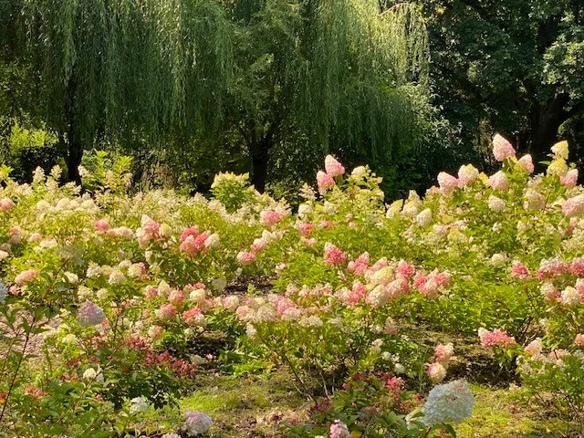 hortensie.webp