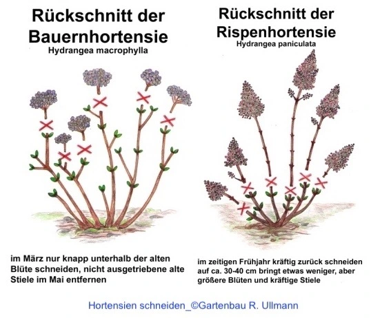 Hortensien-Schnitt.webp