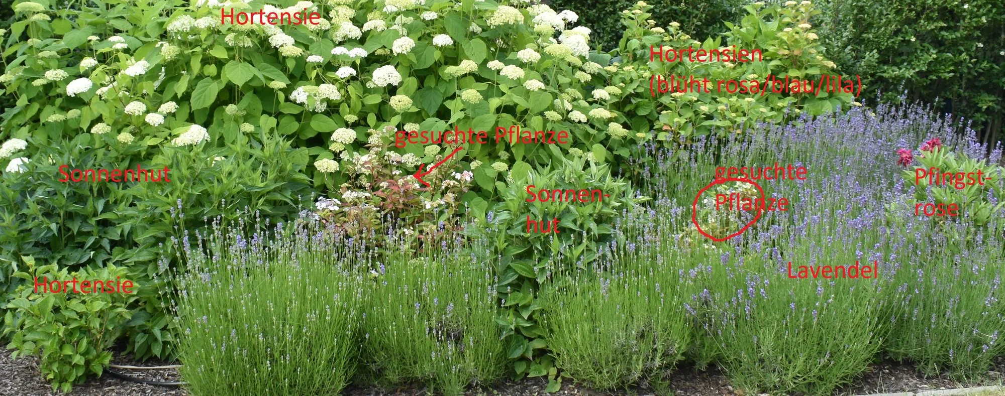 Hortensienbeet2.webp
