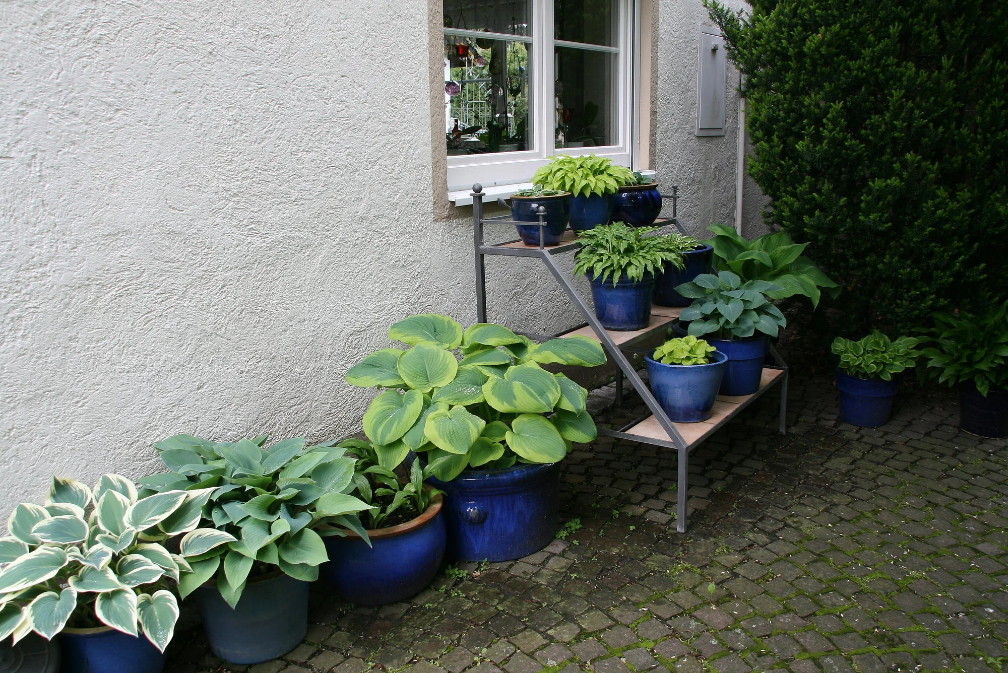 Hosta  1721.webp