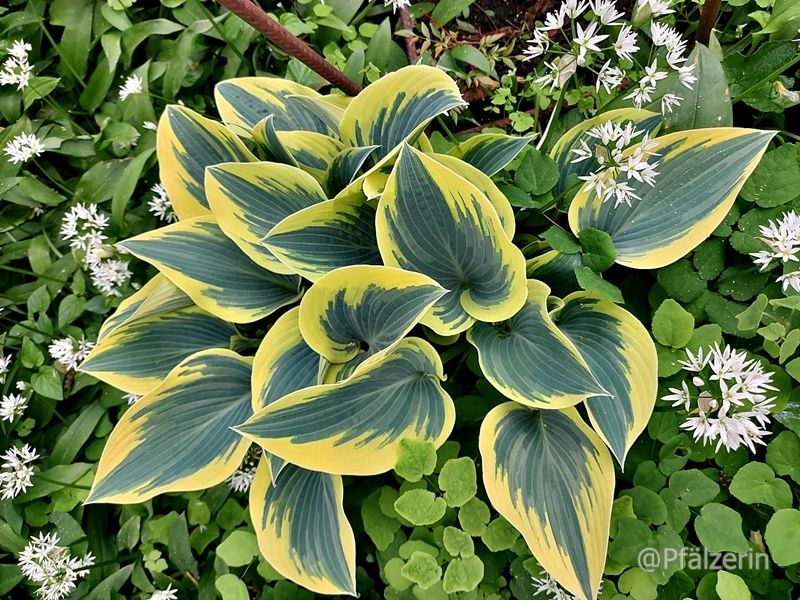 Hosta 'First Frost' im Beet 2.webp