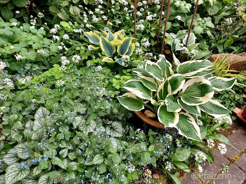 Hosta 'First Frost' im Beet 4.webp