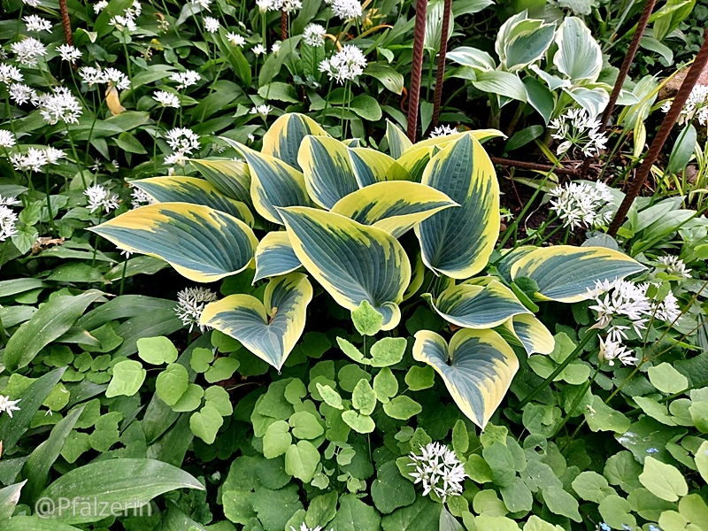 Hosta 'First Frost' im Beet.webp