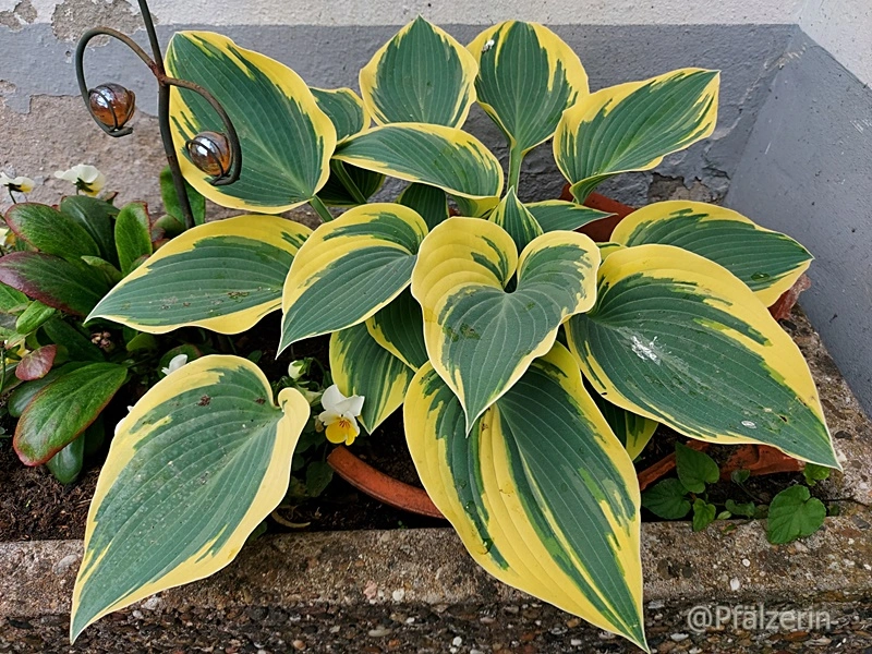 Hosta 'First Frost' im Kübel.webp