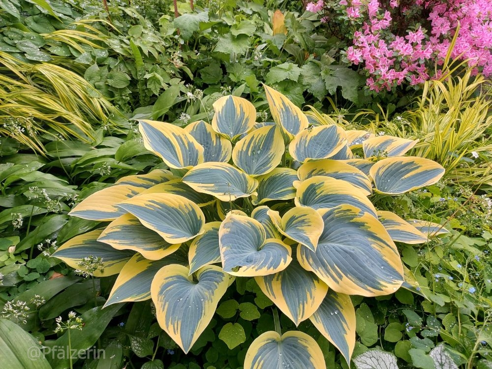Hosta First Frost.webp