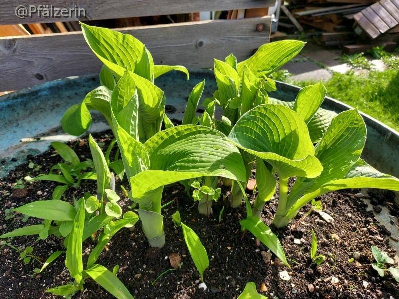 Hosta im Kupferkessel.webp