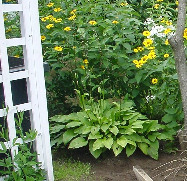 Hosta teilen