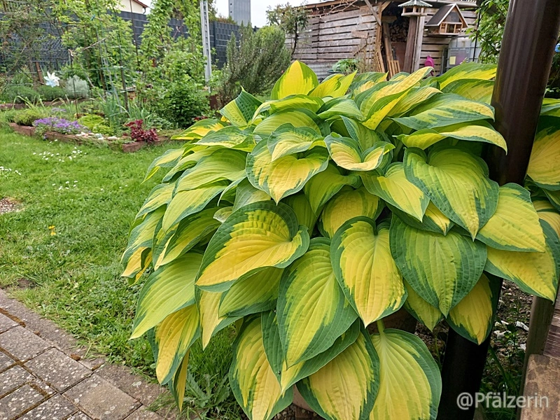 Hosta 'Orange marmalade' im Kübel.webp
