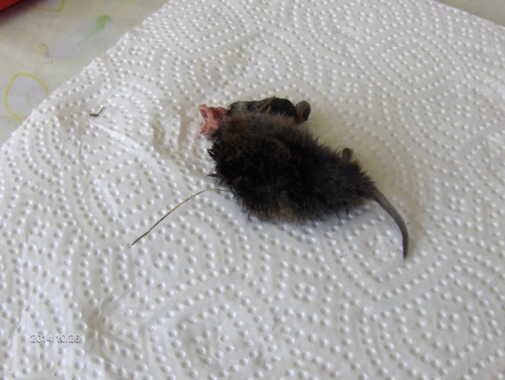 Mäuseleiche mit umgekrempelter Haut welches Tier macht das