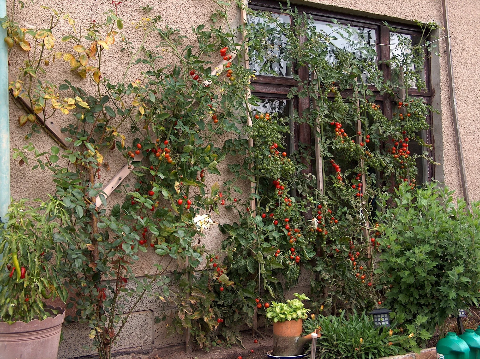 HPIM4355[1].webp