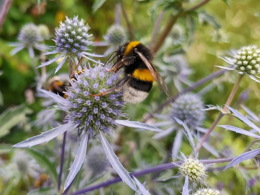 Hummel 16.webp