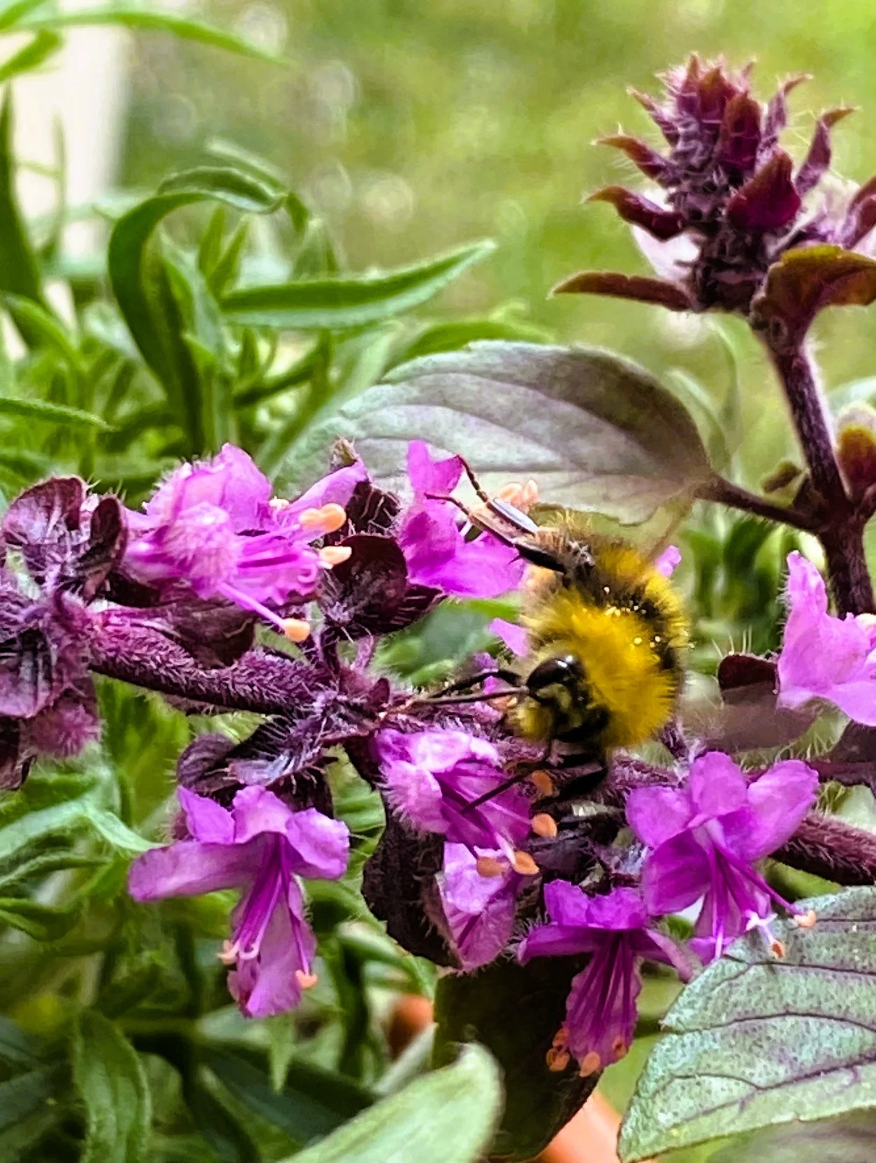 Hummel 26.webp