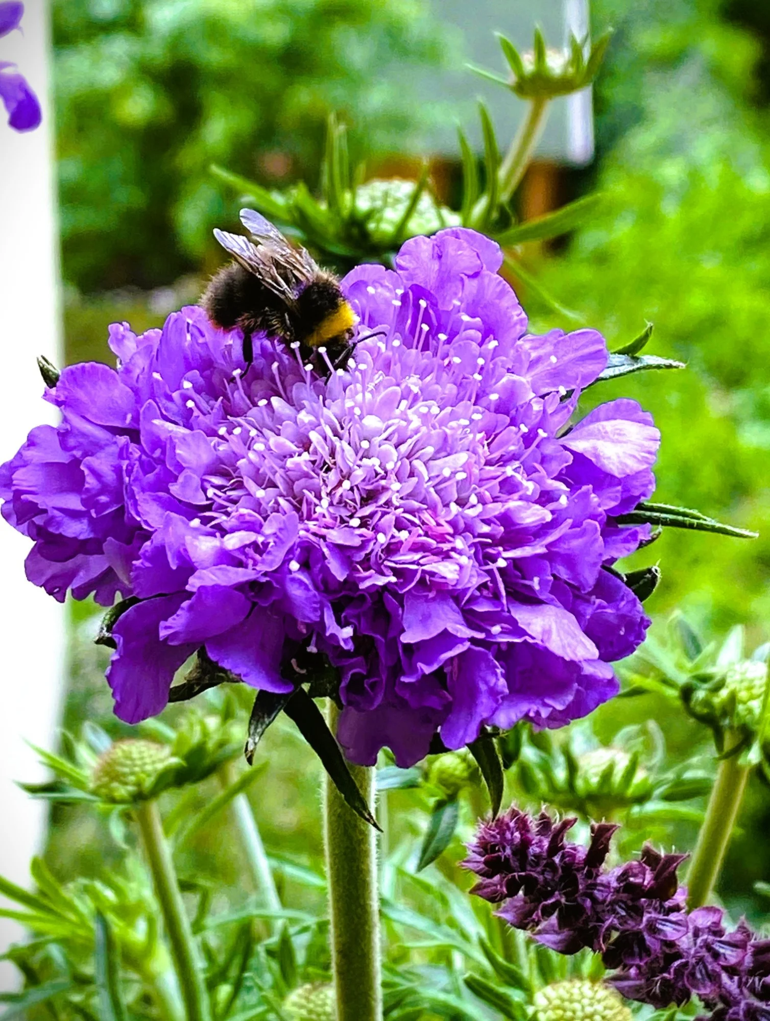 Hummel 26a.webp