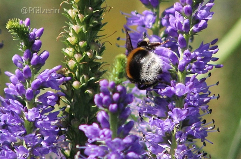 Hummel am Ehrenpreis 1.webp