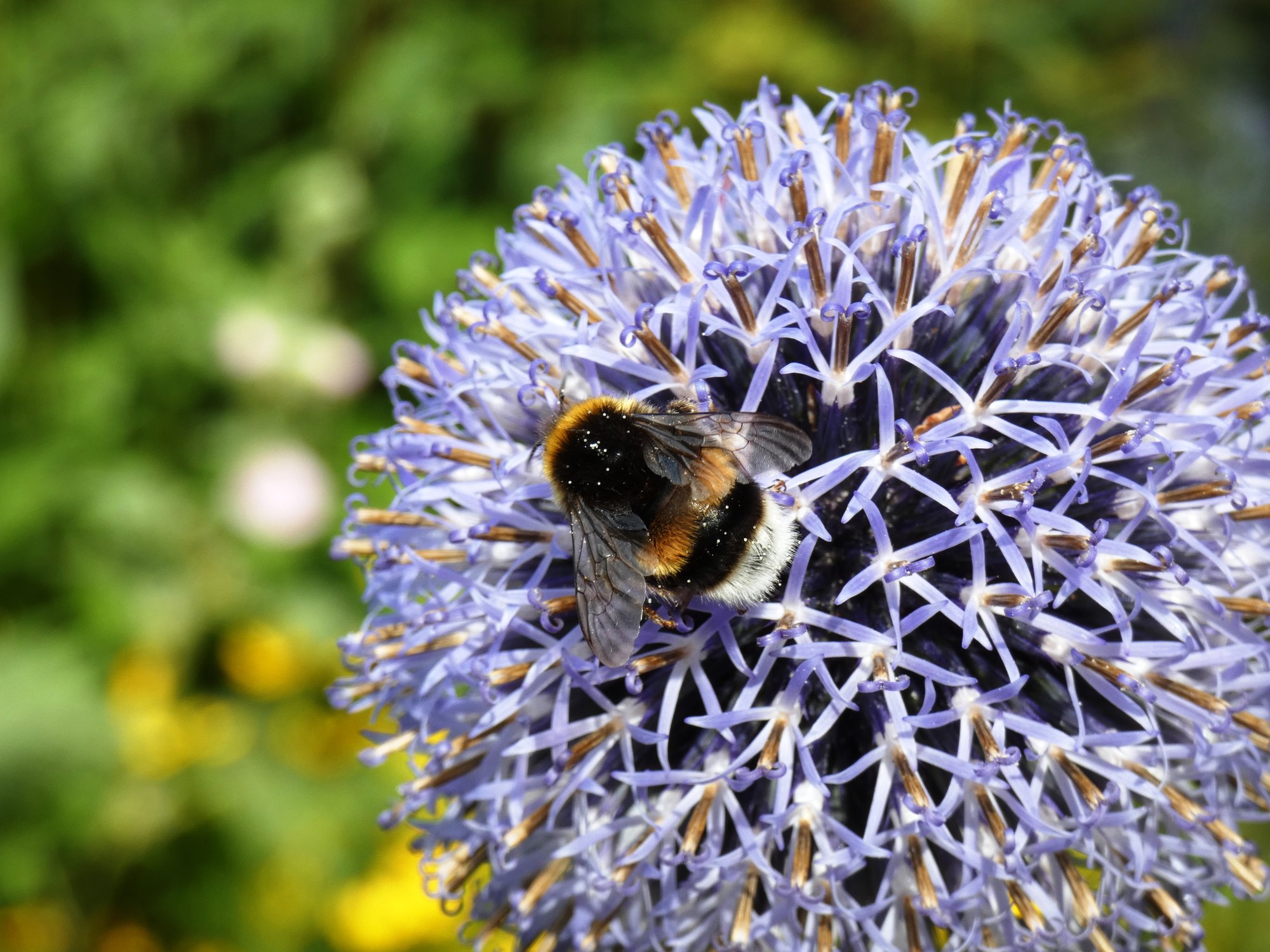 Hummel auf Zierdiestel.JPG