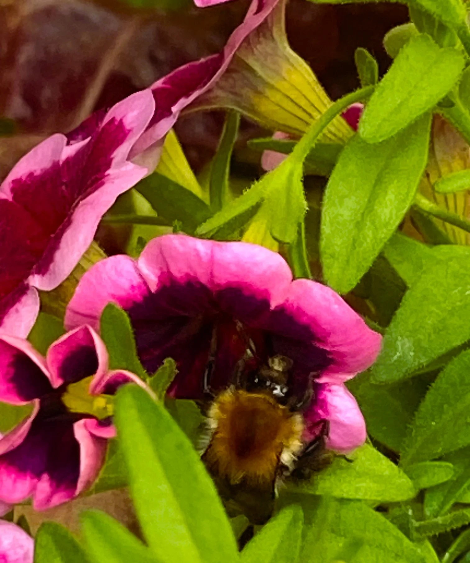 Hummel und Feenstaub 1.webp