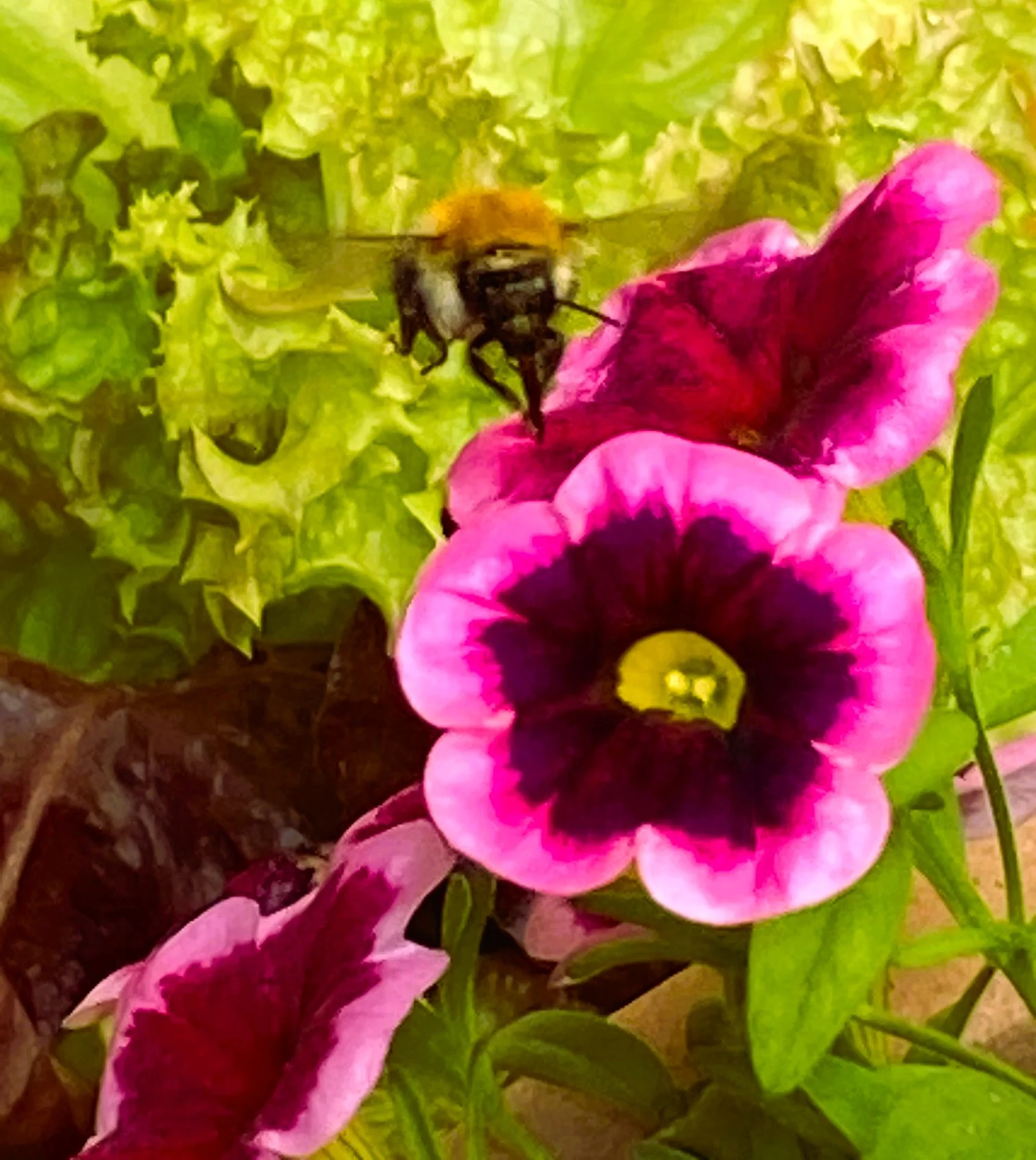 HUmmel und Feenstaub.webp