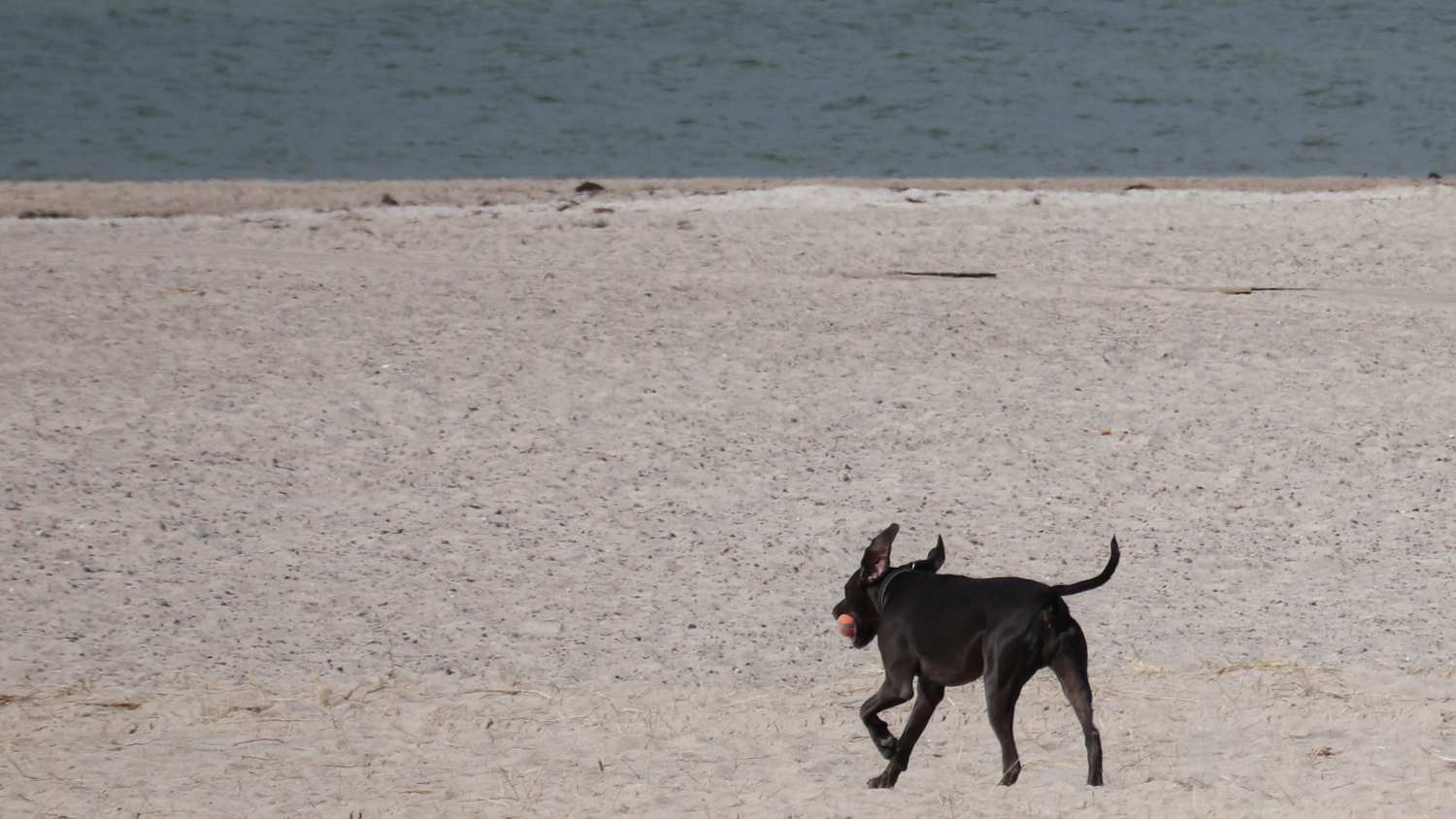 Hund.1.webp