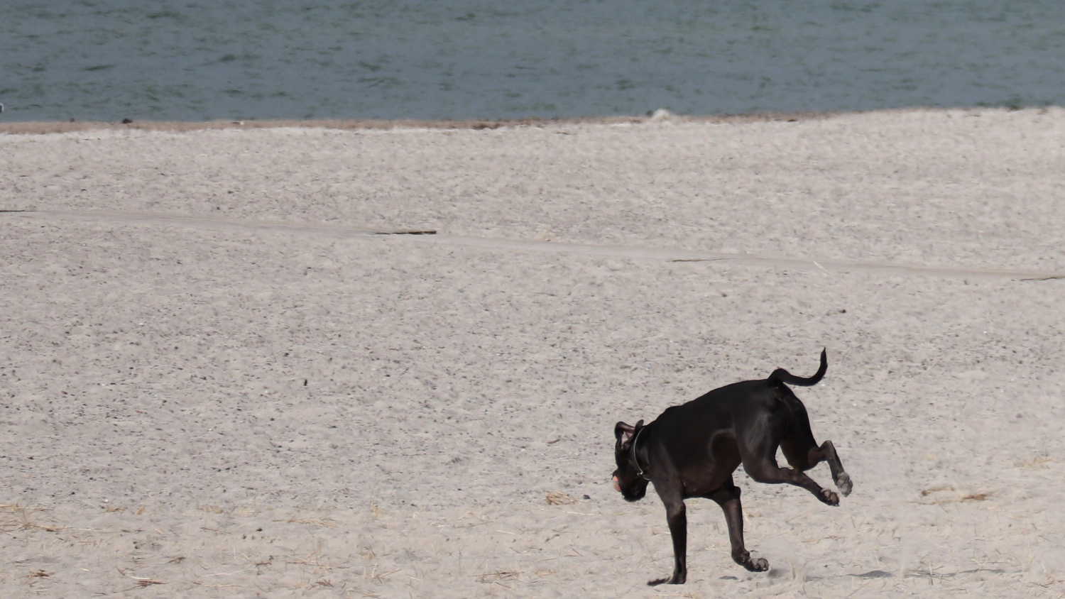Hund.2.webp