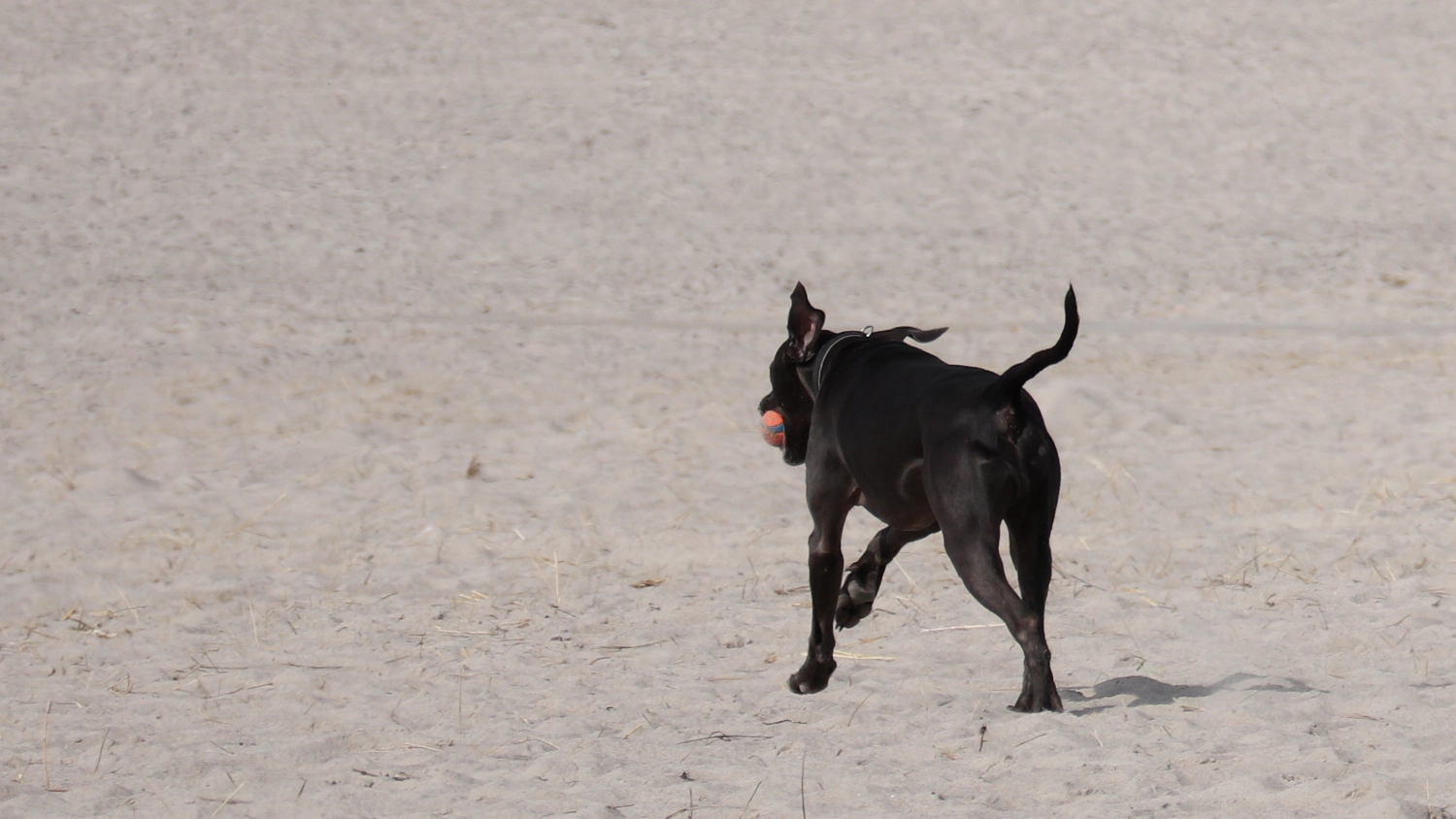 Hund.3.webp