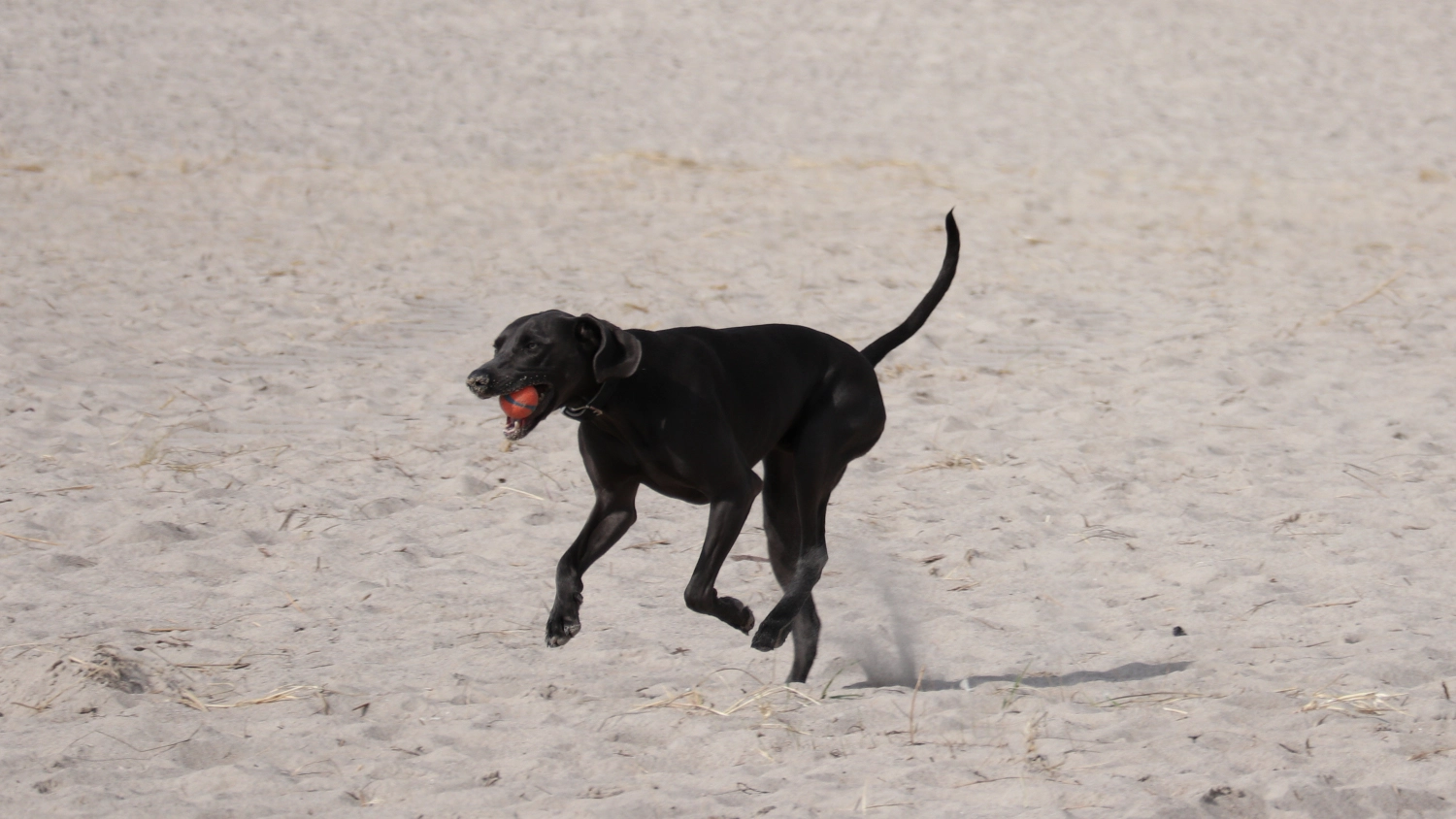 Hund.4.webp