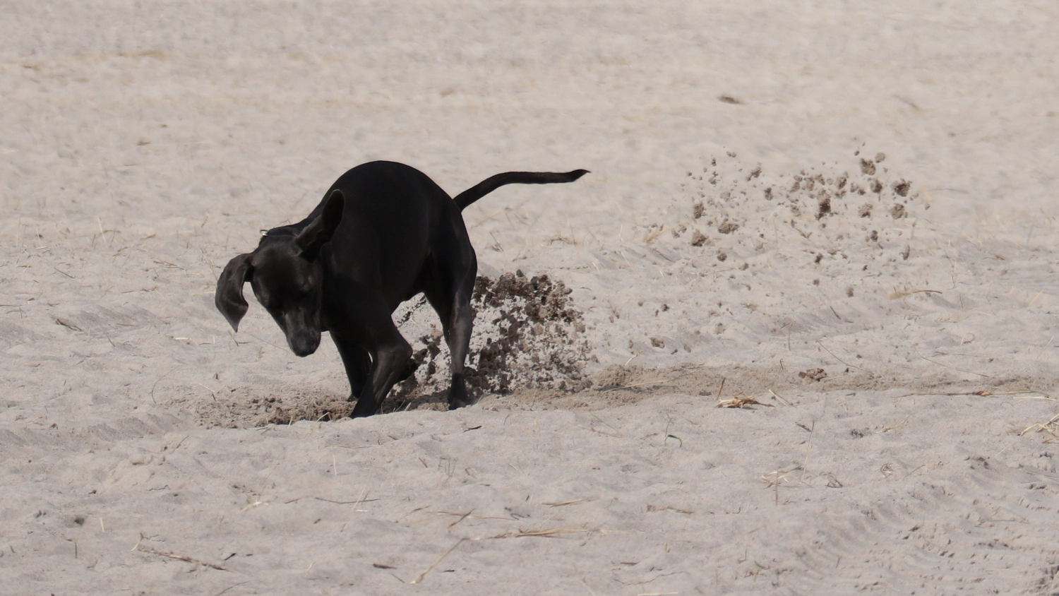 Hund.5.webp