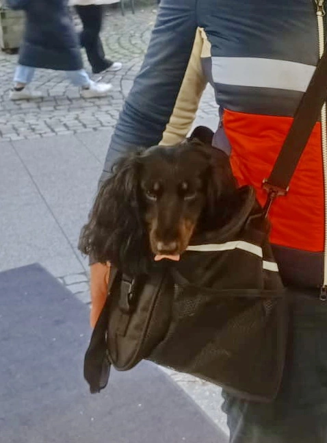 Hund in der Tasche.webp