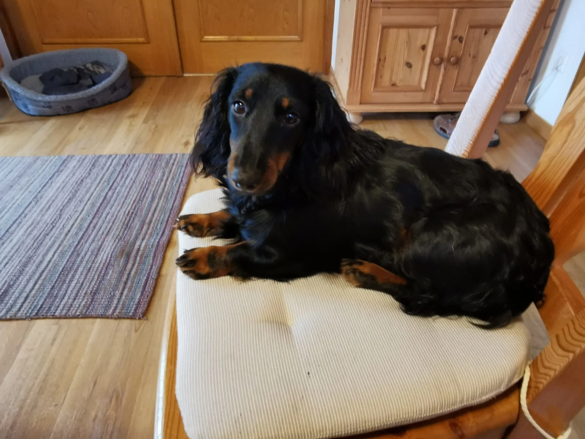 Hund_Stuhl.webp