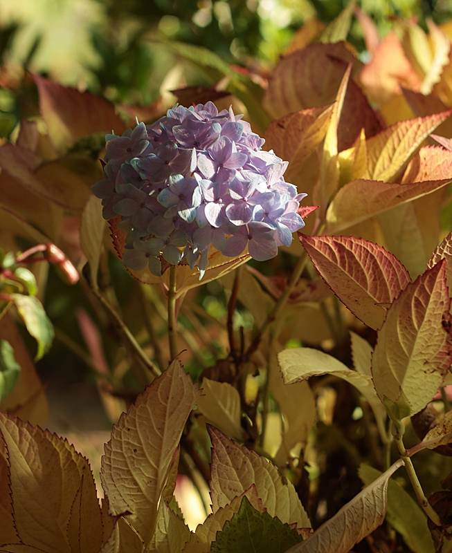 hydrengea Everbloom_800.webp