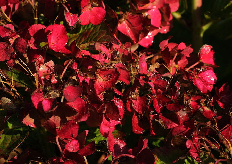 hydrengea 'Hor Red' withering_900.webp