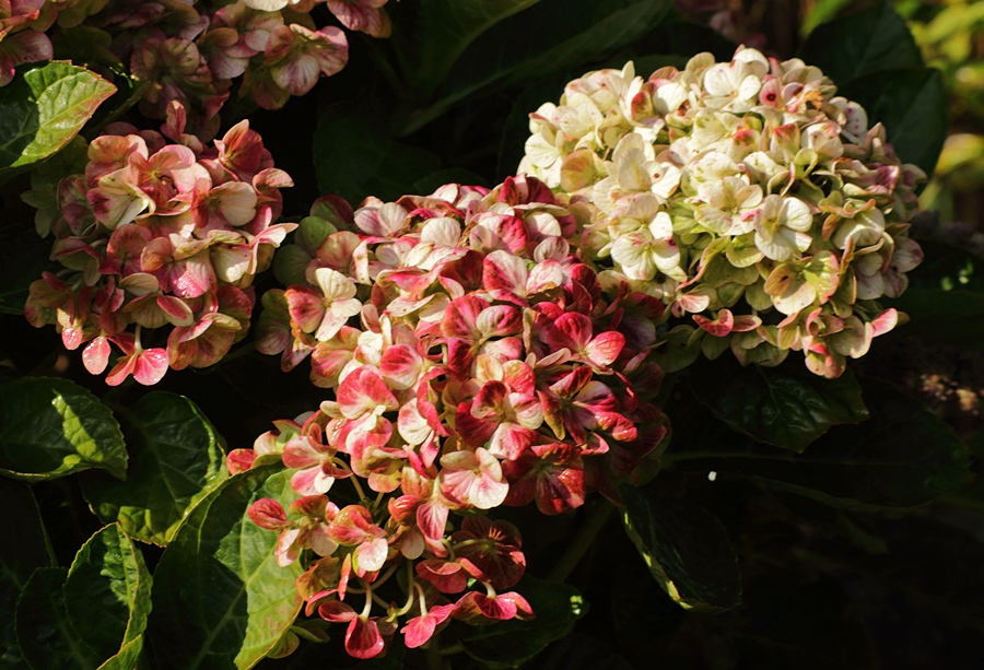 hydrengea Magical Coral Rosa_withering_900.webp