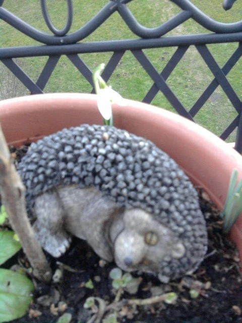 Igel.webp