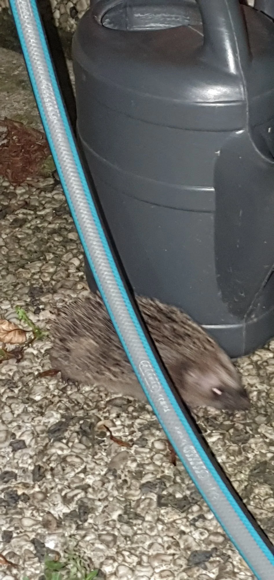 Igel_klein_3.webp