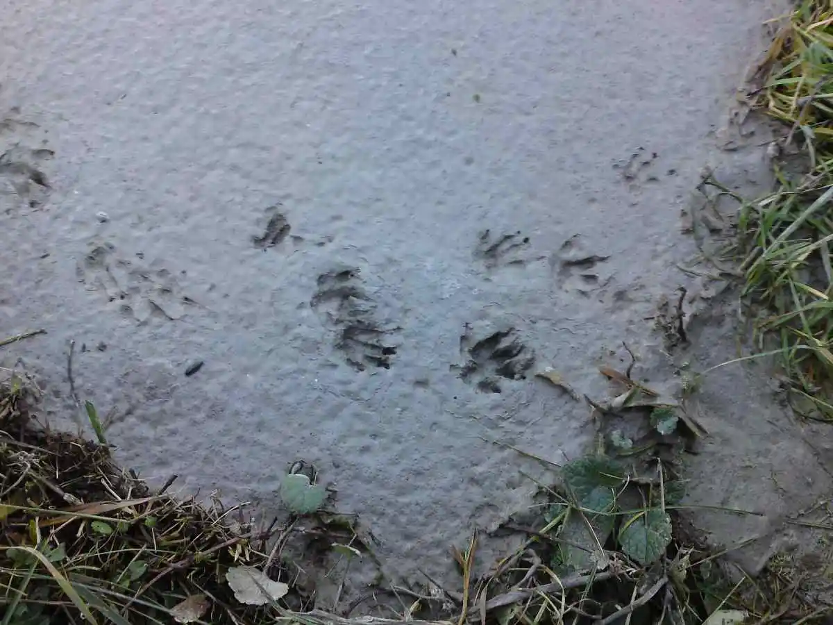 37+ Spuren Igel Im Garten, Du erkennst igel im garten an den spuren,
