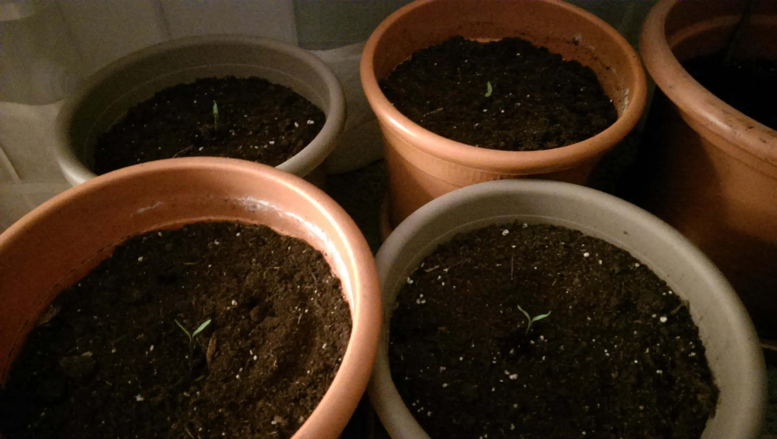 Tomatenpflanzen wachsen nicht mehr