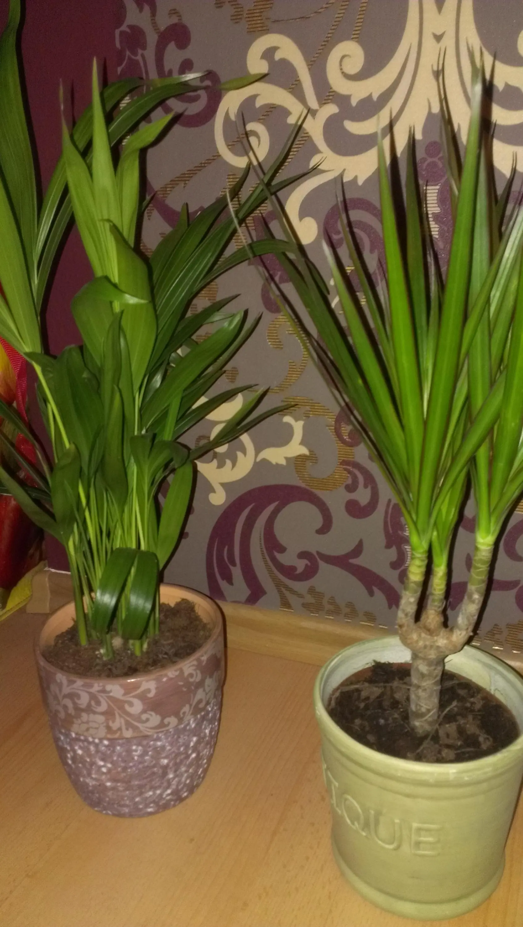 Welche Pflanzen sind das?