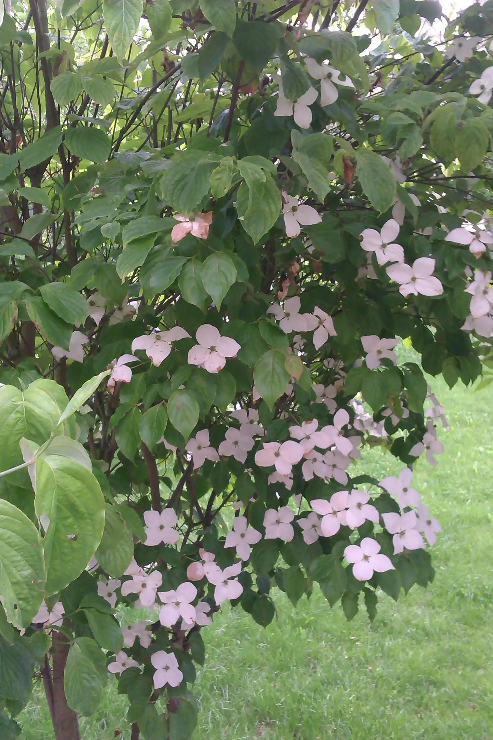 Gelöst Kleiner Baum mit merkwürdigen Blüten wie heißt er